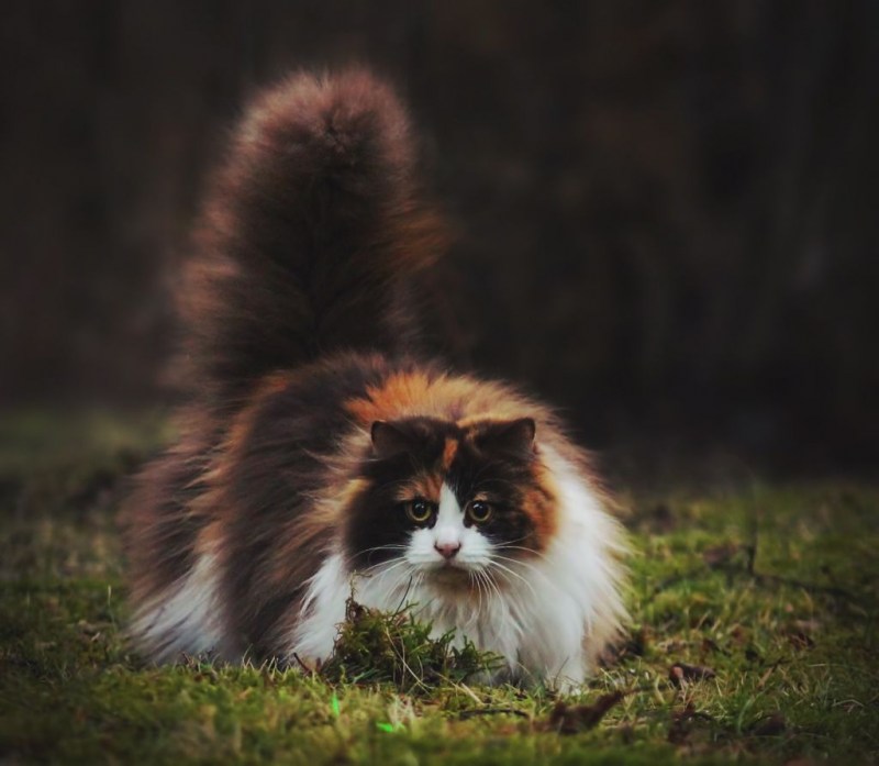 Норвежская Лесная кошка трехцветная