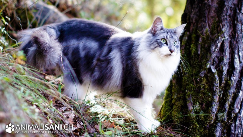Сибирский Лесной кот