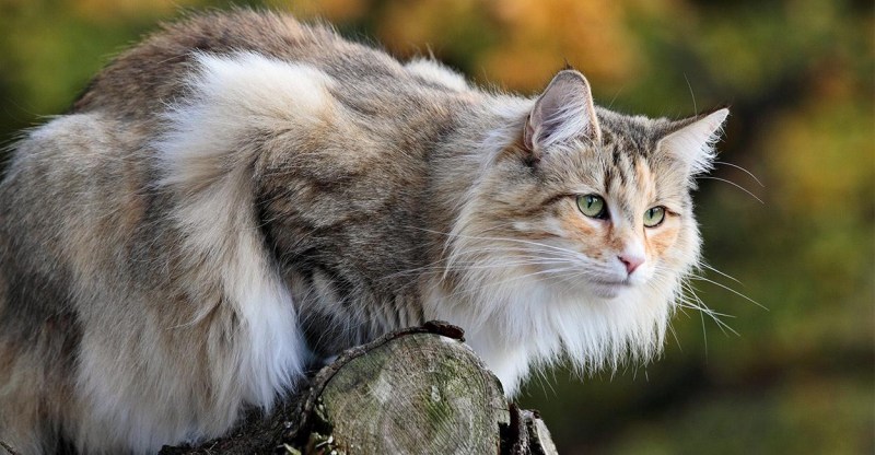 Норвежская Лесная кошка рыжая