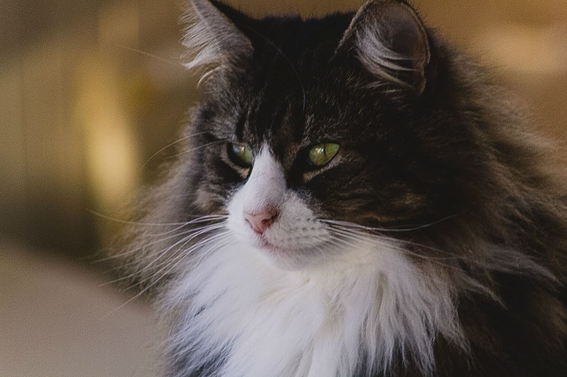 Норвежский Лесной кот рыжий