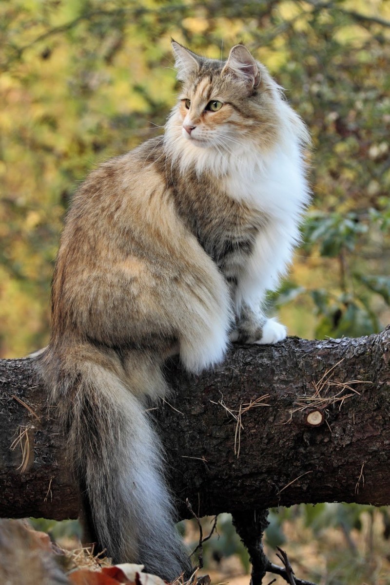Норвежская Лесная кошка черепаховая
