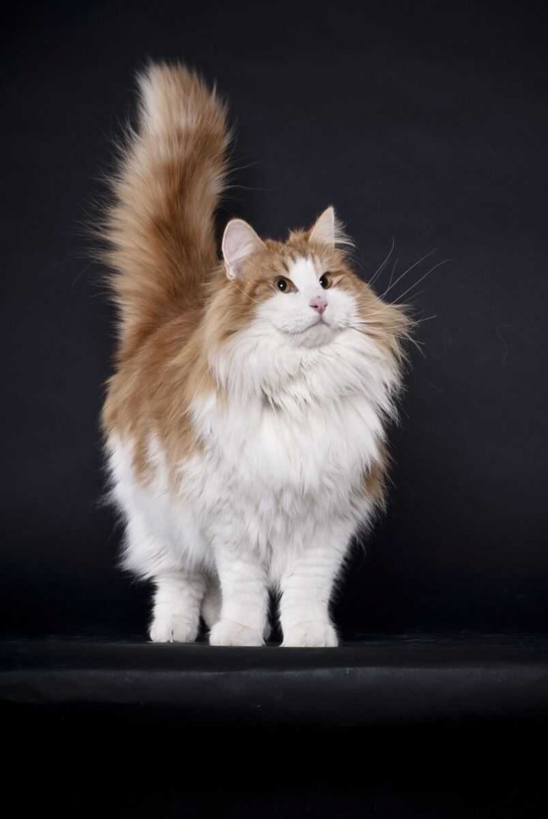 Норвежский Лесной кот