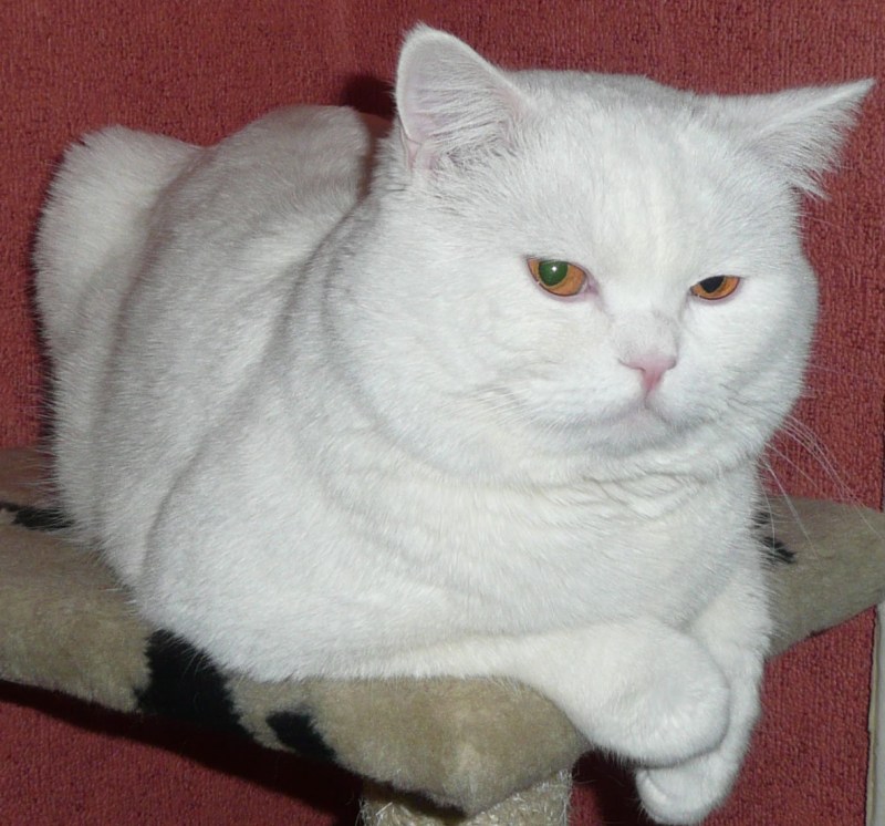 Шотландская прямоухая кошка белая