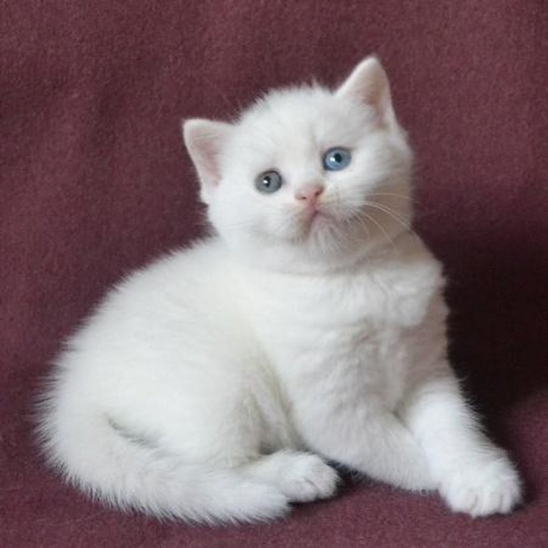 Шотландские котята страйт белый