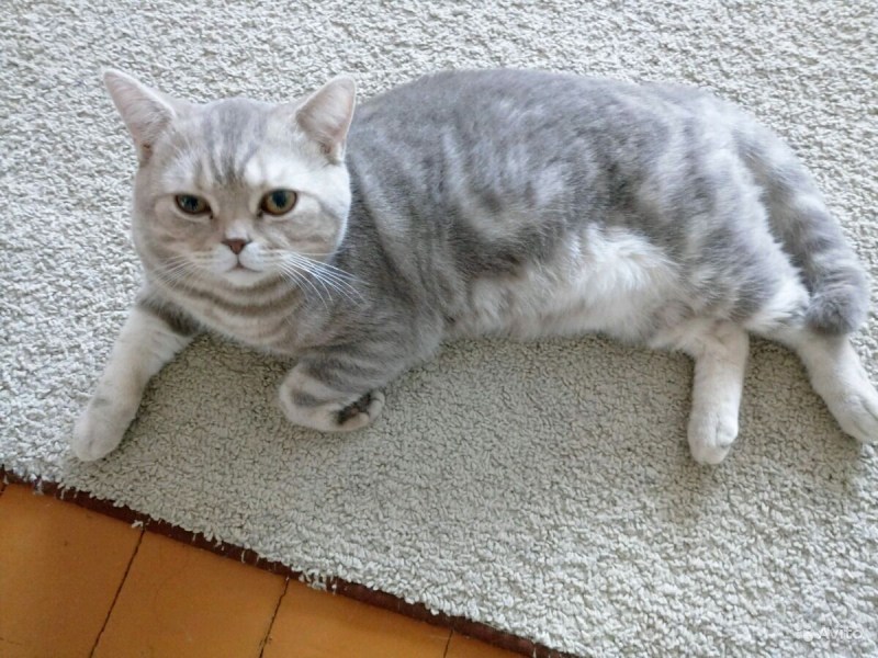 Котята скоттиш страйт биколор