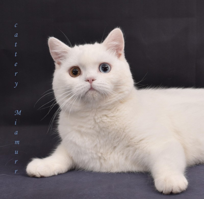Шотландская прямоухая кошка белая