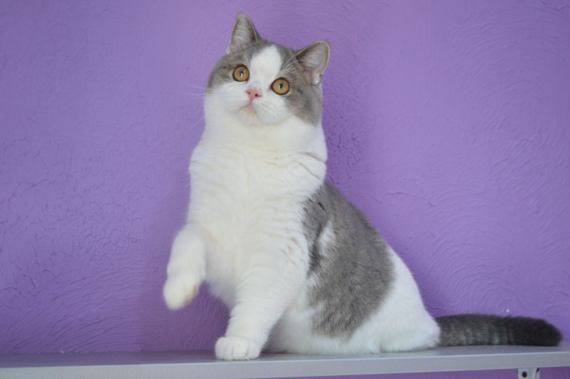 Скоттиш страйт кошка кремовый