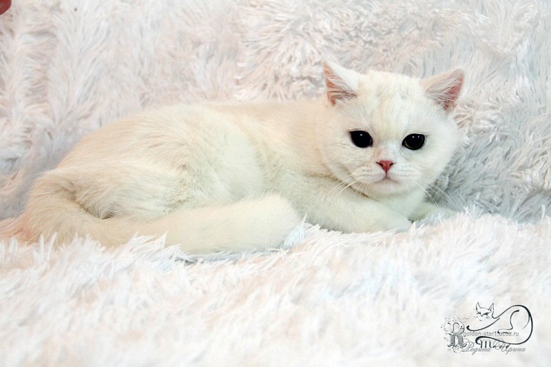 Шотландская кошка лиловая шиншилла