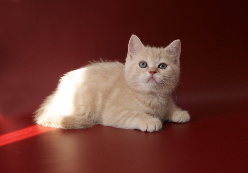 Шотландская короткошерстная страйт