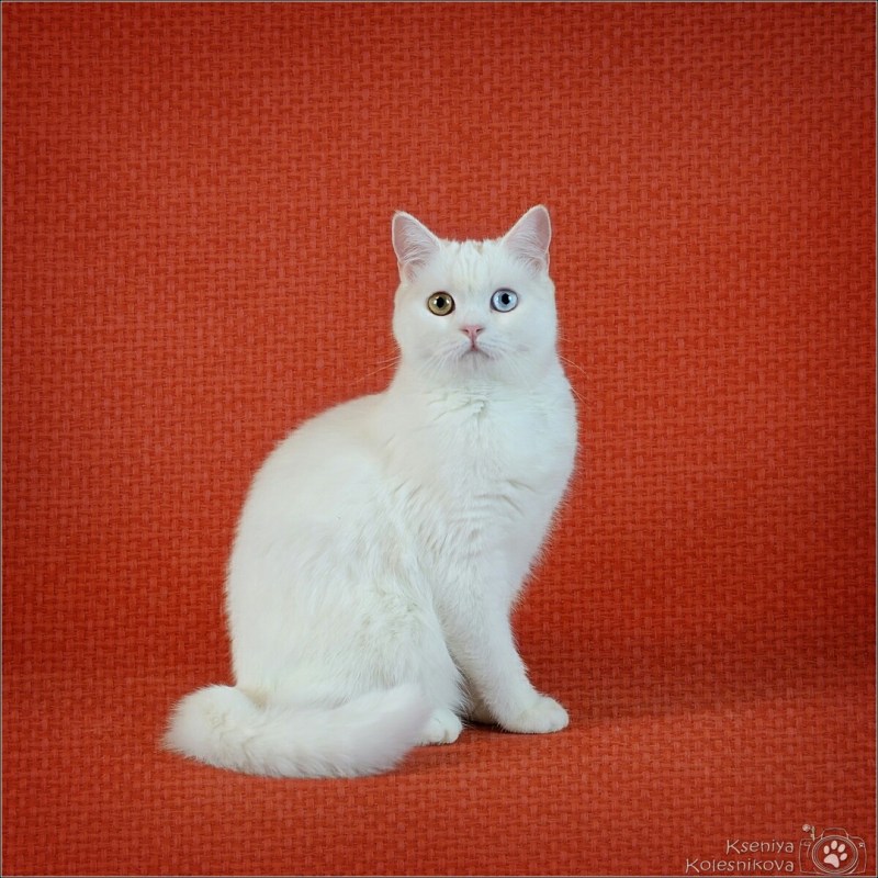 Шотландская прямоухая кошка белая