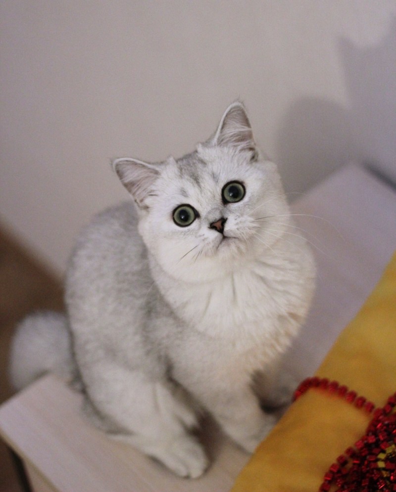 Шотландский прямоухий серебристая шиншилла
