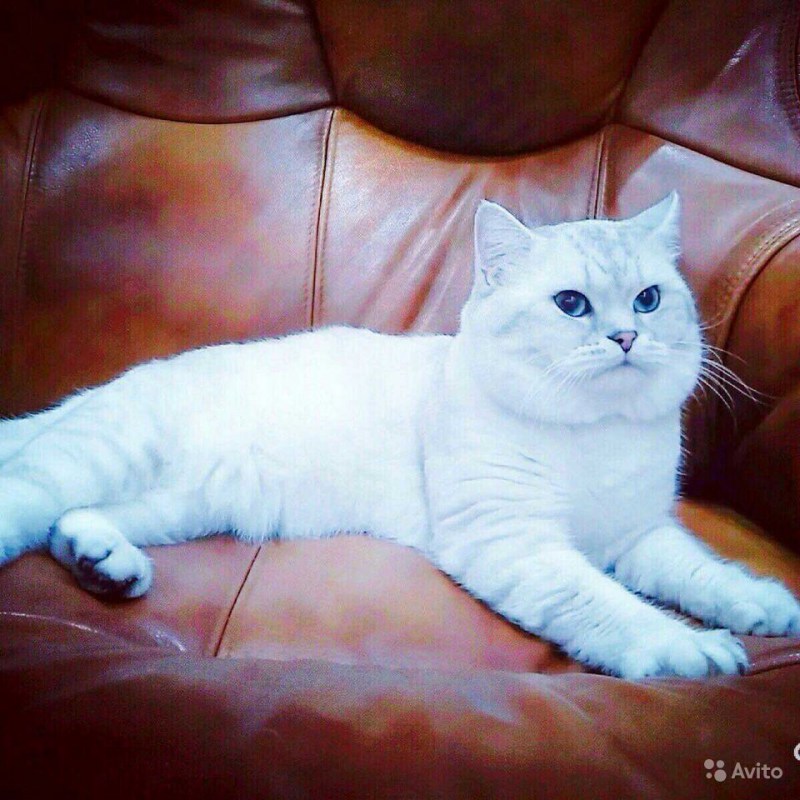Шотландская короткошёрстная кошка белая
