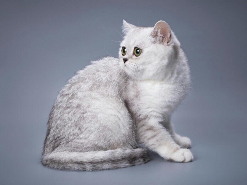 Шотландский скоттиш страйт белый