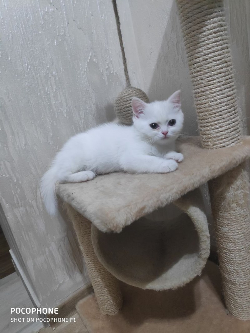Британские котята прямоухие серые