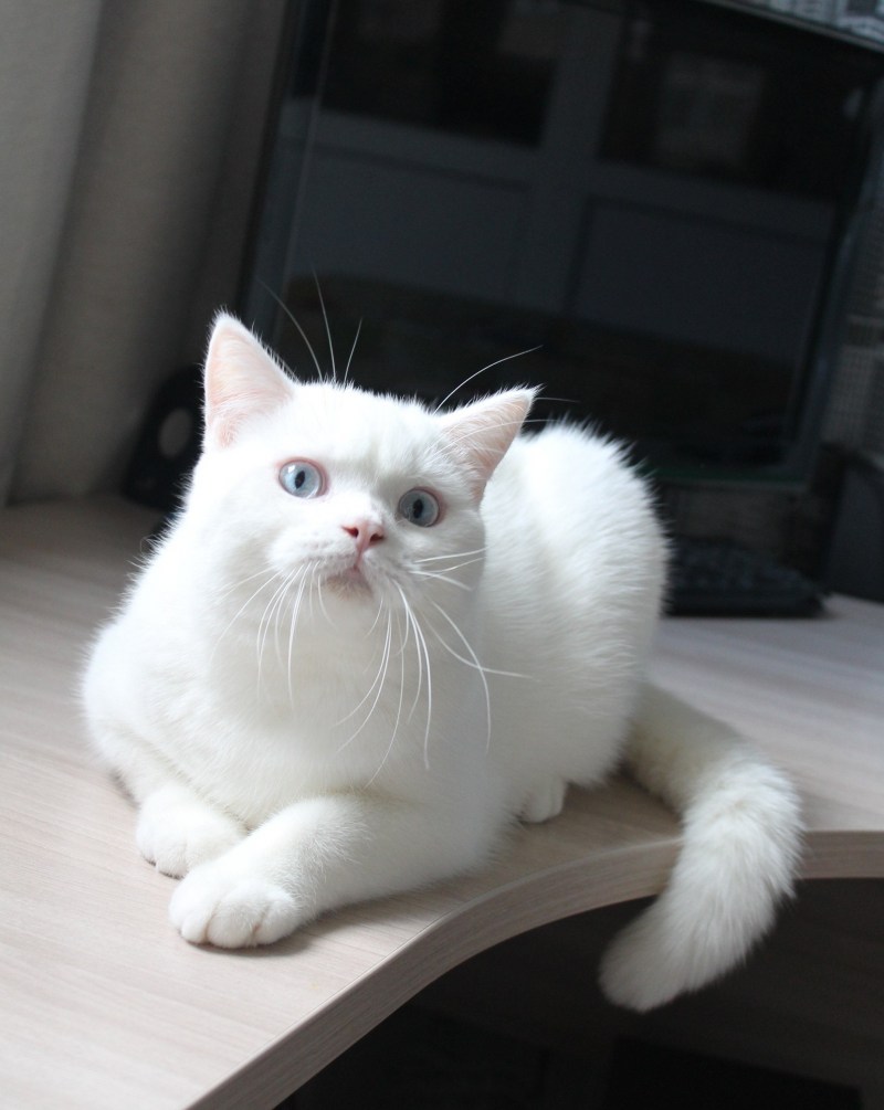 Белый шотландский кот прямоухий