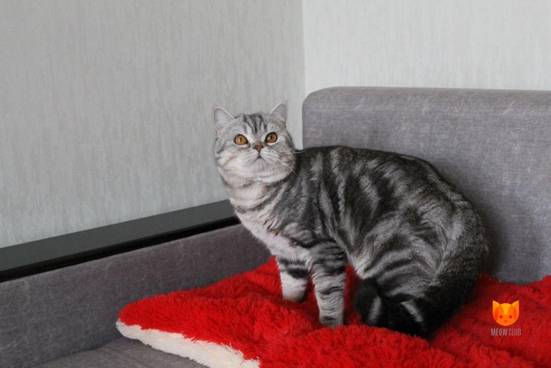 Шотландские прямоухие котята вискас