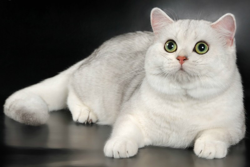Скоттиш страйт черно белый