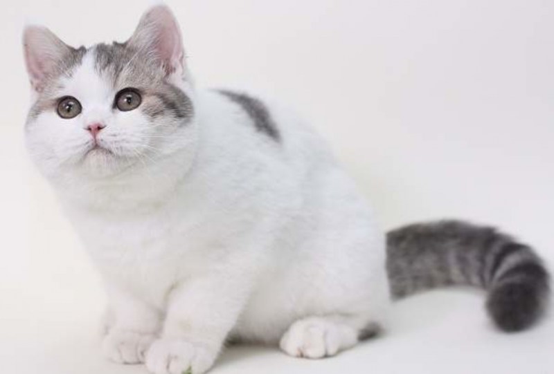 Скоттиш страйт пятнистый