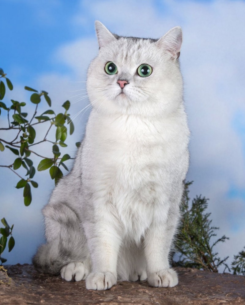 Услада скоттиш страйт