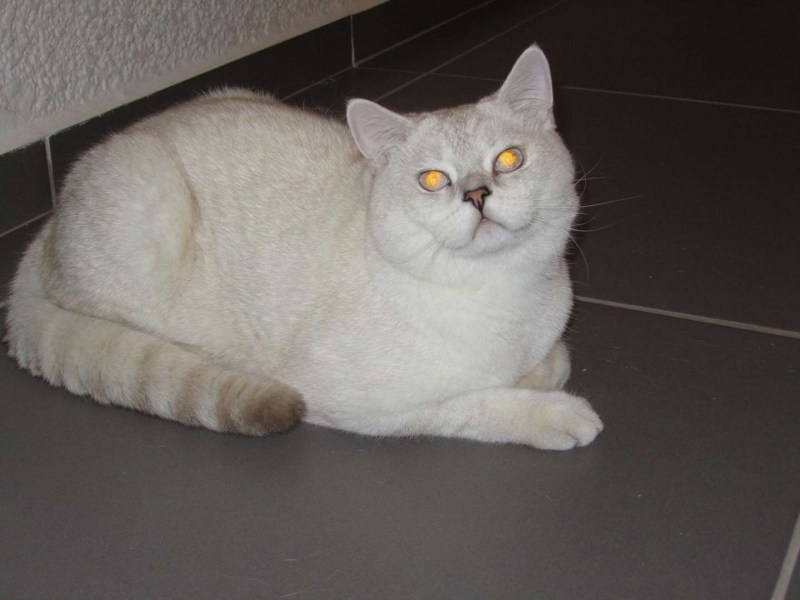 Шотландские скоттиш страйт ns11
