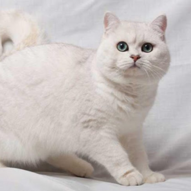 Шотландская прямоухая кошка белая