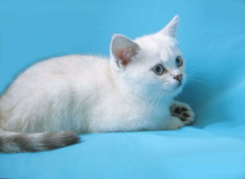 Шотландская прямоухая кошка белая