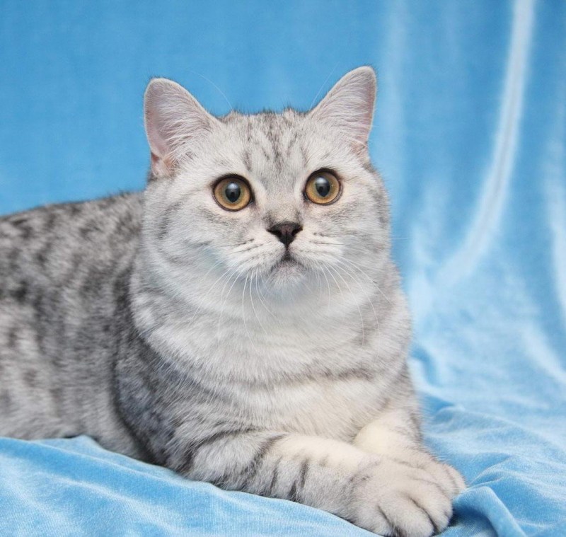 Шотландская прямоухая кошка белая