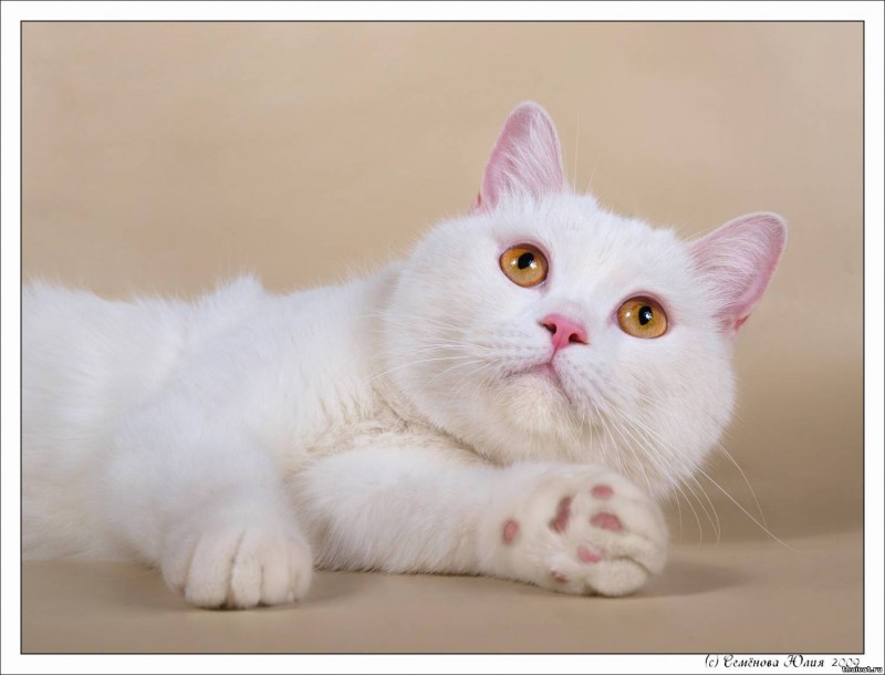 Шотландская прямоухая кошка белая