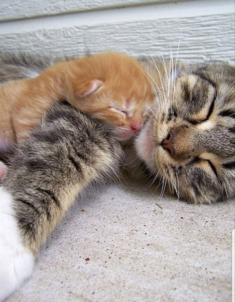 Котенок спит