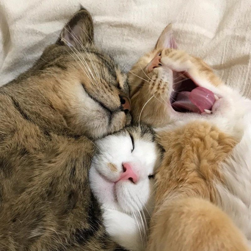Сладко спящий кот