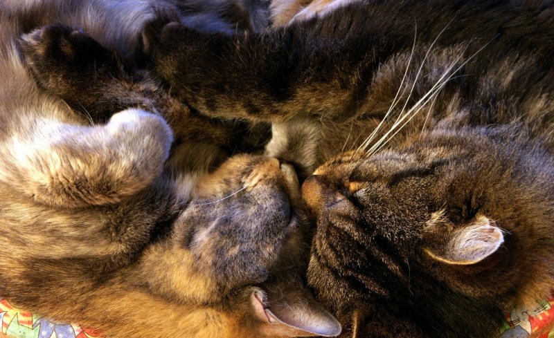 Кошка с котятами