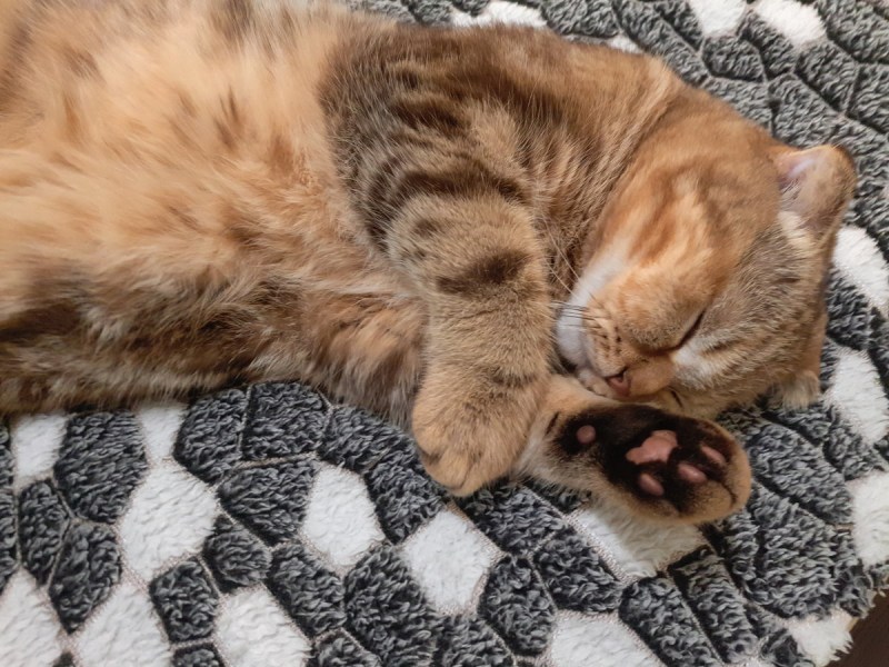 Спящие котята много