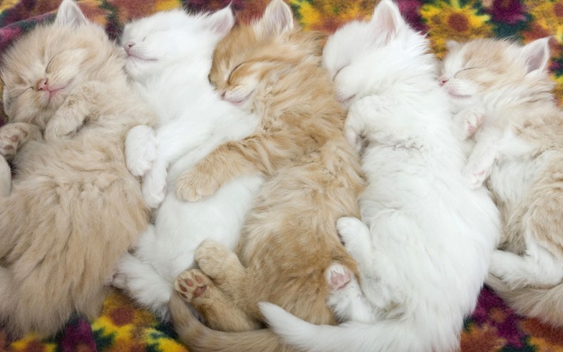 Котенок спит