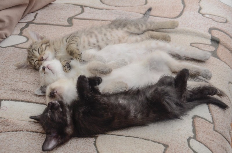 Уставшая кошка с котятами
