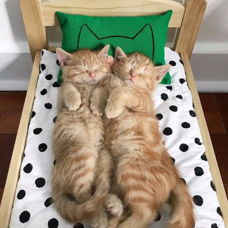 Забавные котята
