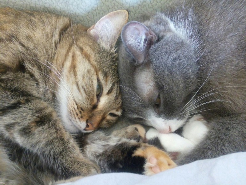 Котята с мамой