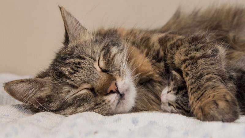 Котенок спит