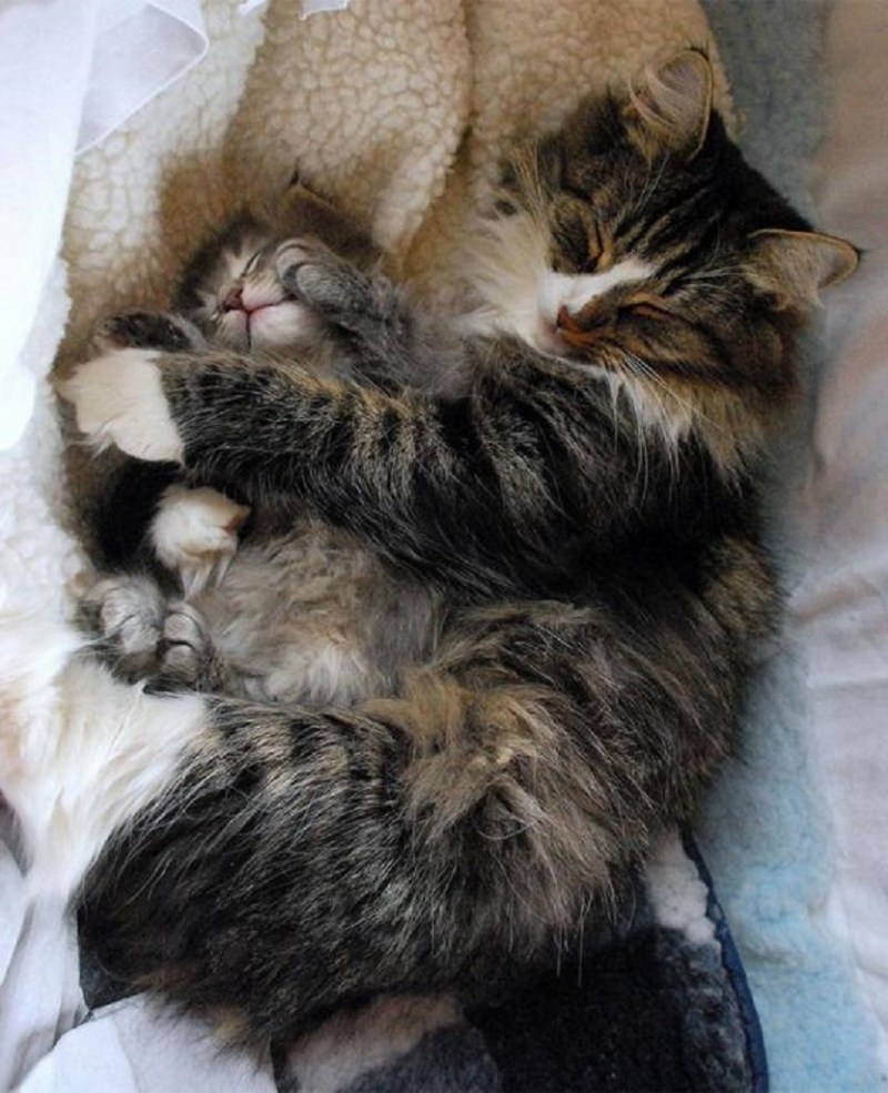 Мама кошка и котенок