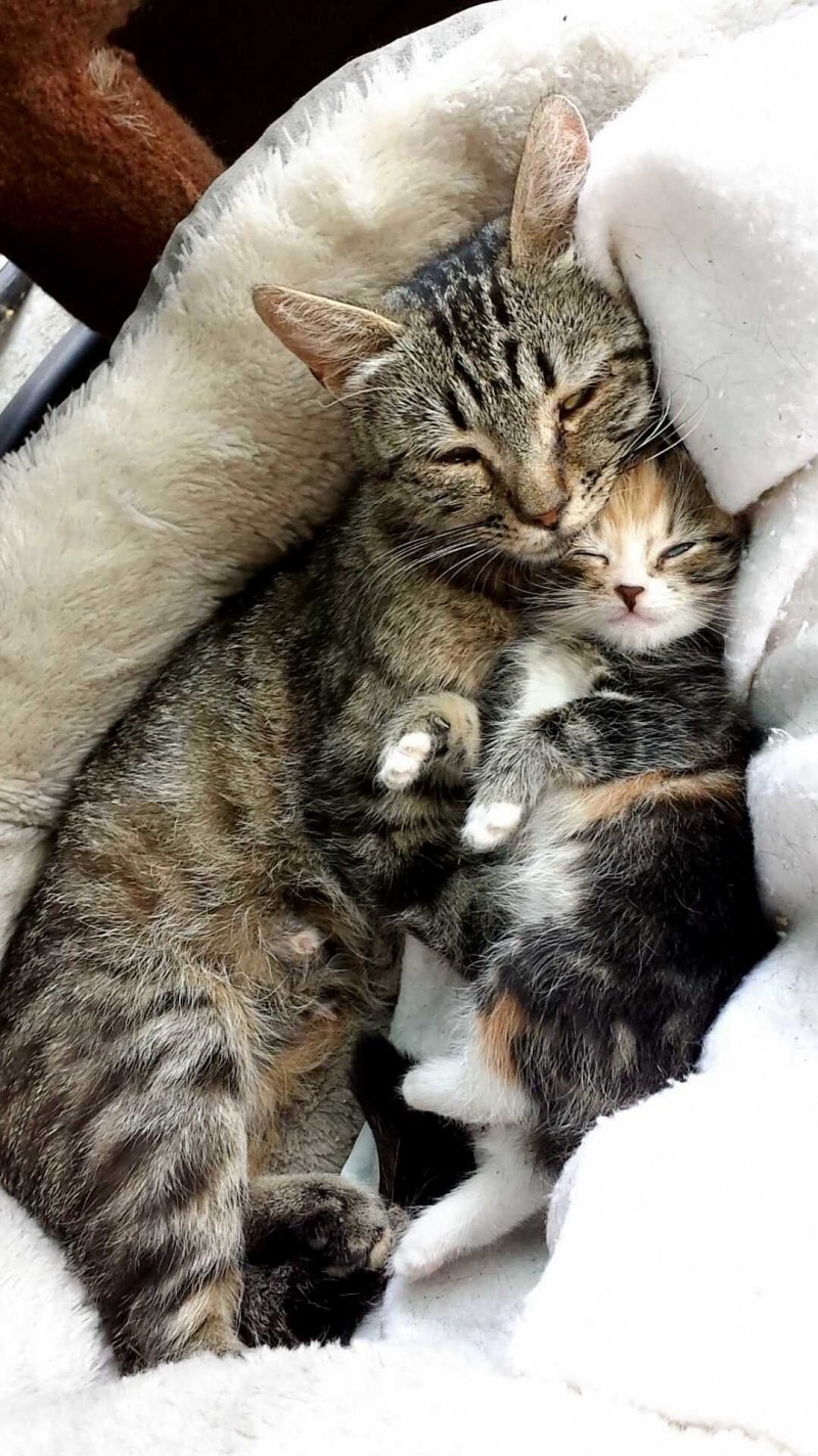 Котята с мамой