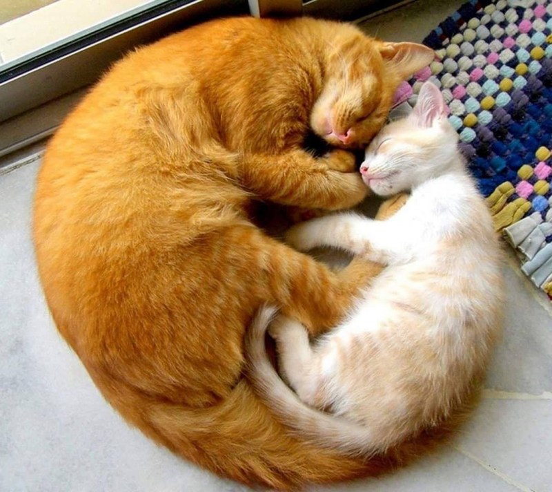 Кошка клубочком