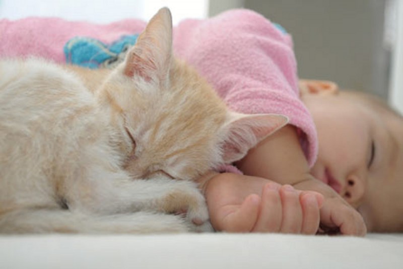 Сонные малыши котята