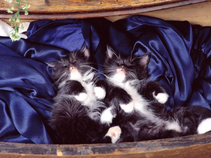 Спокойной ночи котик