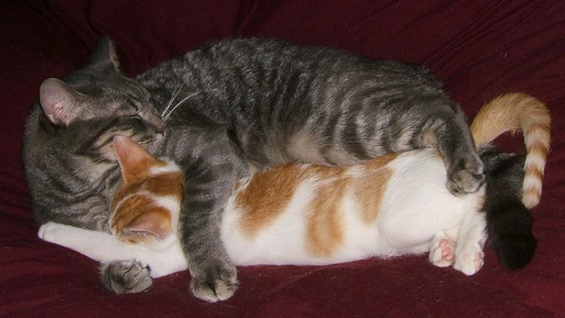 Котики обнимаются
