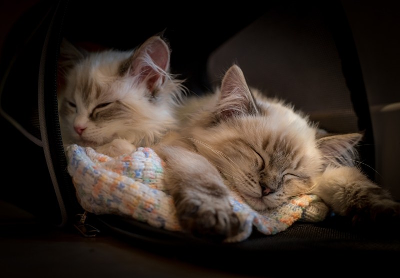 Спящий котенок
