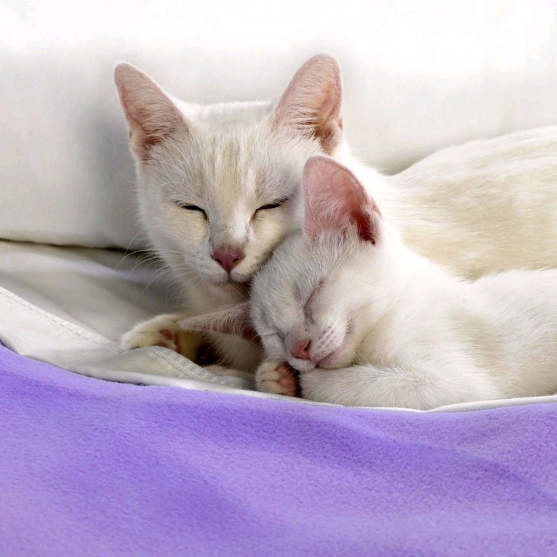 Кошка спит с котенком