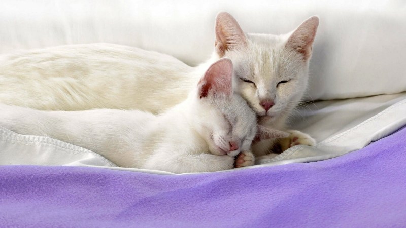 Белая кошка спит