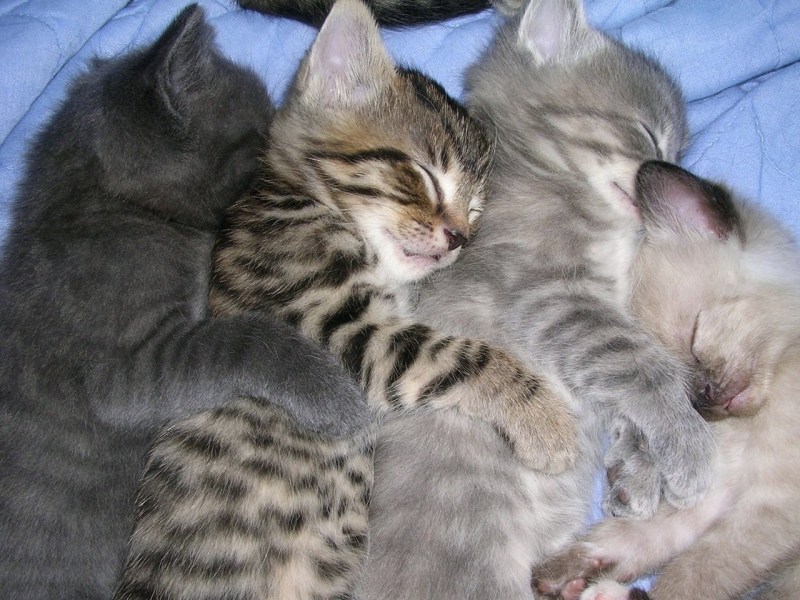 4 Котенка спят