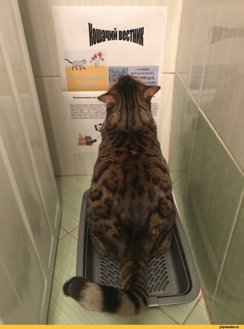 Кошачий лоток прикол