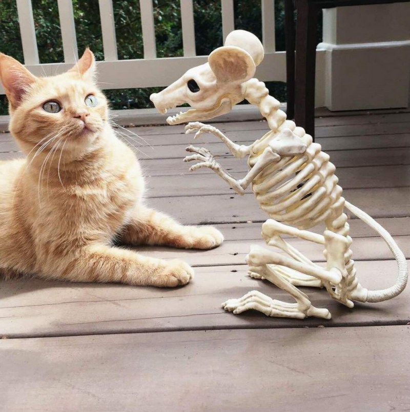 Приколы с котами