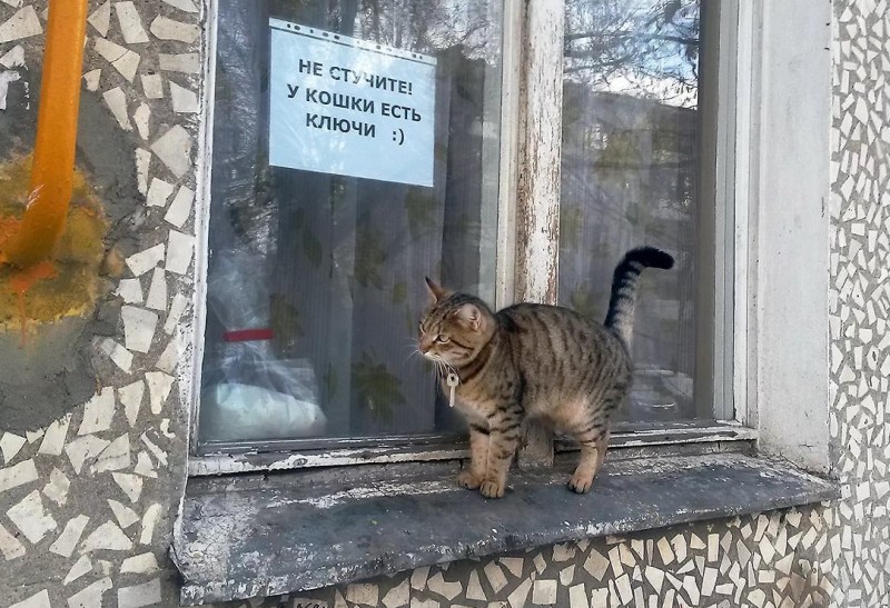 Анекдоты с котами
